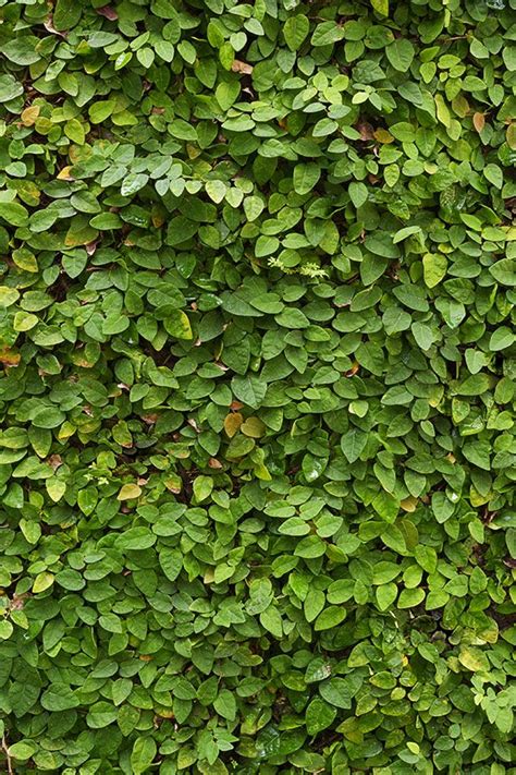 creeping fig on colorbond fence